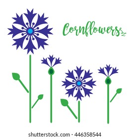 Vector illustration of cornflowers. 	Knapweed flowers