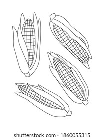 Vector illustration of corns and half of the corns. Set of corns isolated on white background. Line art. Illustration of vegetables. Suitable for illustrating healthy eating, local farm.