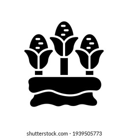 vector illustration of corns icon. Three corn on the sack with glyph design style