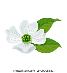 Vector illustration, Cornus florida or flowering dogwood, isolated on white background.