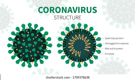 Vector illustration of coronavirus internal and external structure showing Spike Glycoprotein, Hemagglutinin, RNA and N protein and Envelope. Close-up anatomy of green COVID-19 with description