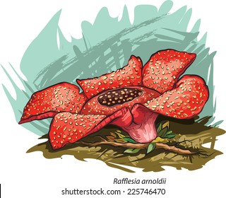 rafflesia drawing