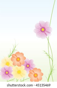 vector illustration of cosmos flower