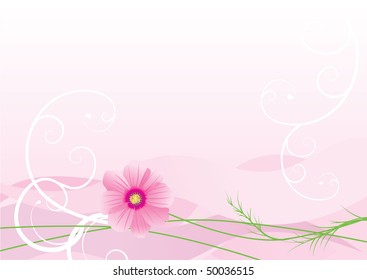 vector illustration of cosmos flower