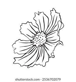 Vector illustration of cosmos flower. Cosmos flower for your design