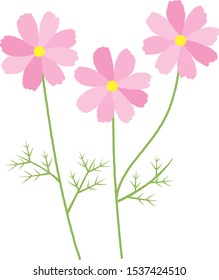 Vector illustration of the cosmos flowers