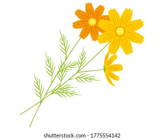 Ilustración vectorial de las flores de cosmos floreciendo en otoño. 