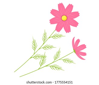 Vector illustration of cosmos flowers blooming in autumn . 