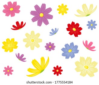 Vector illustration of cosmos flowers blooming in autumn . 