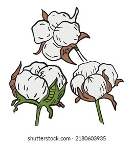 Vector illustration cotton branch. Isolated cotton on white background