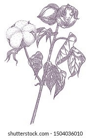vector illustration cotton flower white