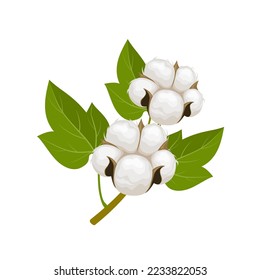 Vector illustration, cotton plant, with cotton balls and leaves, vector isolated.