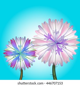vector illustration of a couple of cornflowers, blossoming in the field, with water drops on the petals