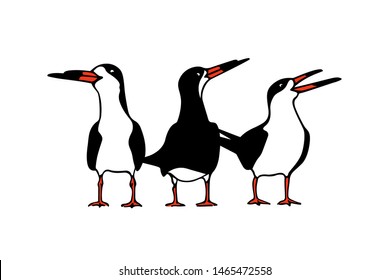 Vector illustration of couple of hand drawn cute black skimmers. Beautiful animal design elements, ink drawing.