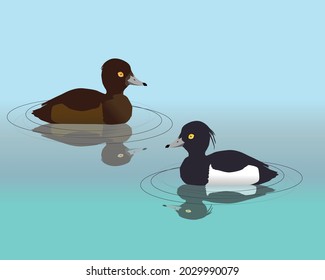 
A vector illustration of couple of  tufted ducks swimming in the water. Their reflection is visible in the water.