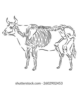 Vector illustration of a cow or bull with a bone skeleton shape with a unique design