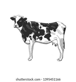 Vector illustration of cow in hand drawn graphic style, black and white engraving drawing illustration. Farm animal vintage sketch. Design for agricultural products, farm stores and markets.