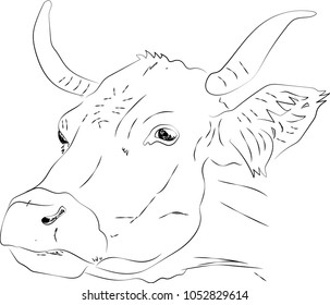 Vector illustration of a cow hand-drawn with outline lines.