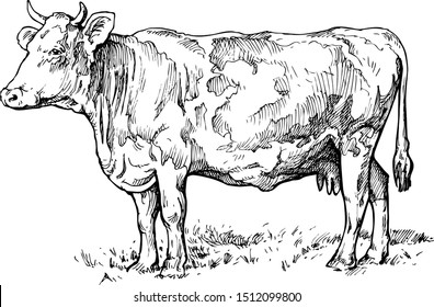 Vector illustration of a cow in the meadow