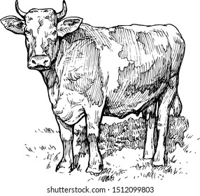 Vector illustration of a cow in the meadow