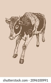 Vector illustration of cow , sepia background,farm cattle animal