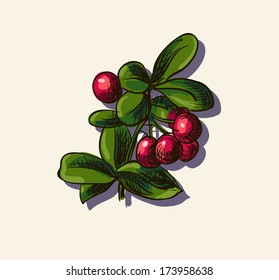  Vector illustration of cowberry