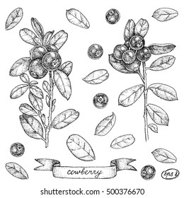 vector illustration cowberry attributes eps 8 ink pen drawing