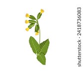 Vector illustration, cowslip, or primrose cowslip, herb plant, isolated on white background.