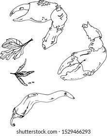 Vector illustration crab claws, lobster drawn line. Black and white claws of cancer, pepper. rosemary. dill coloring. For printing on menus, restaurants, packaging, clothes, elements for designers