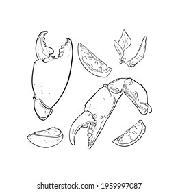 Vector illustration crab claws, lobster drawn line. Black and white claws of cancer, pepper. rosemary. dill coloring