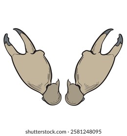 vector illustration of crab claws in vintage style