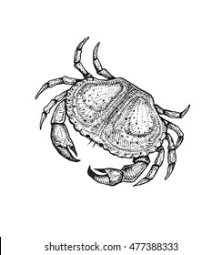 Vector illustration of a crab. Hand drawn sketch. Fresh and delicious seafood