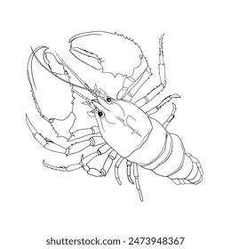 Vector illustration of crab, lobster drawn line. Black and white claws of cancer, red in color. Blank for the designer, drawing