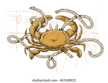 Vector illustration of crab, map and rope. Sea collection