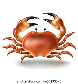 Vector illustration crab in realistic style isolated on white. 