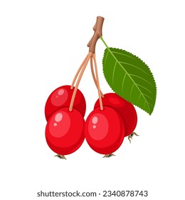 Vector illustration, Crabapple or Malus, isolated on white background.