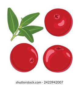 Vector illustration of cranberry fruit in cartoon flat style. Lingonberry berries fruits, food from farm garden and wild forest, vector flat isolated icon. Lingonberries, partridgeberry