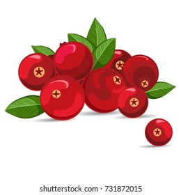 Vector illustration with Cranberry and leaves on white background.