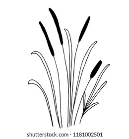 Silhouette Black Water Reed Plant Cattails Stock Vector (Royalty Free ...