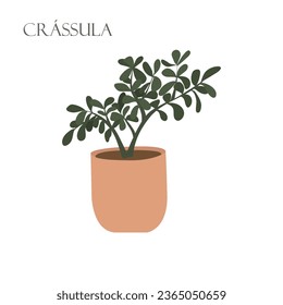 Ilustración de vectores con una planta de crassula