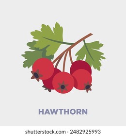 Vector illustration, Crataegus commonly called hawthorn, quickthorn, thornapple, May tree, whitethorn, Mayflower or hawberry, in red isolated on gray background