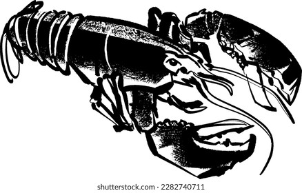 vector illustration of the crayfish 