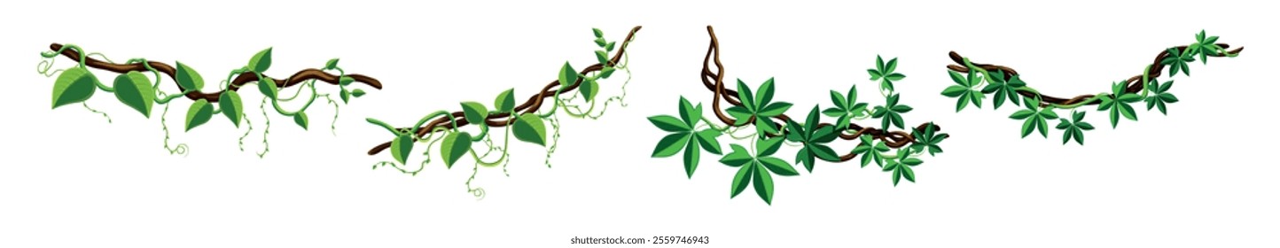 Vector illustration of creeper. Cartoon scene of beautiful climbing plants, branches with creepers with different types of green leaves isolated on white background. Liana of the tropical forest.