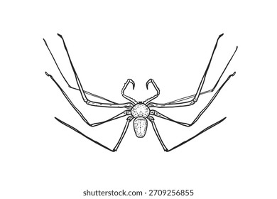 Vektorgrafik gruseliger Papa lange Beine Spinne, handgezeichnete Gravur-Stil. Insekten und Spinnentiere Schwarz Weiß Zeichnung für Halloween. Peitschenspinnenumriss für Lehrmaterial, Enzyklopädie.