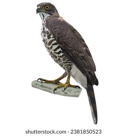 Vector illustration of Crested Goshawk perched on a branch