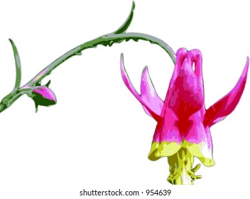 Vector Illustration of Crimson Columbine. This is a fully editable EPS 8 file of the whole flower.
