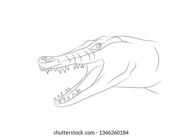 vector illustration of a crocodile portrait, drawing by lines, vector, white background