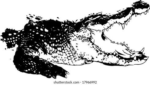 Vector illustration of Crocodiles open mouth