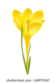 Vector illustration of crocus flower