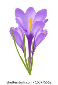 Vector illustration of crocus flower